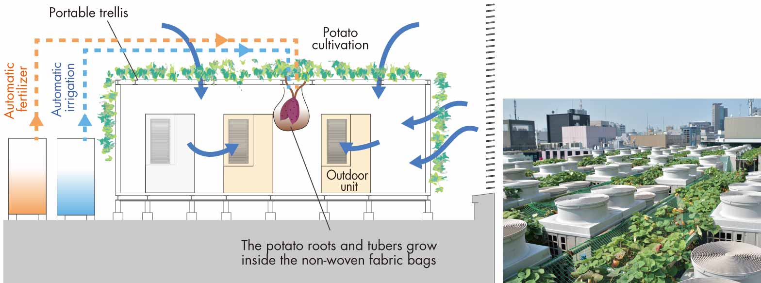 Conceptual diagram of a potato foliage system