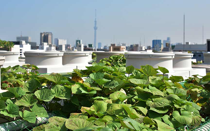 Abundant Harvests on Office Building Rooftops